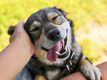 Closeup of a person petting a medium sized dog