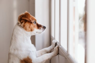 helping your pet when you are not home
