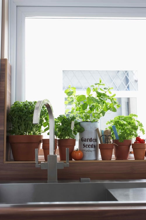 Plants on a kitchen window sill