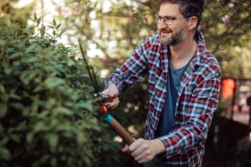 A man cuts the hedges with shears
