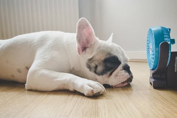 dog-sitting-in-front-on-fan
